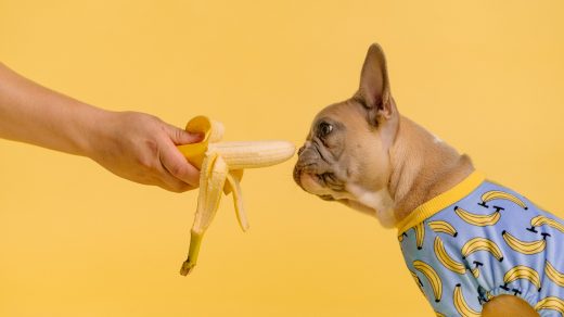 banana-dawg