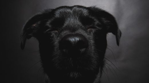 black-dog