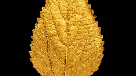 gold-leaf