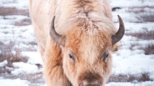 white-buffalo