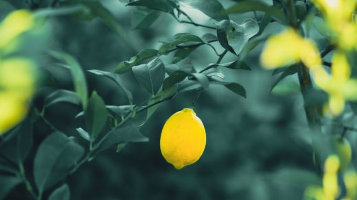 lemon-tree