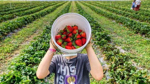 strawberry-fields